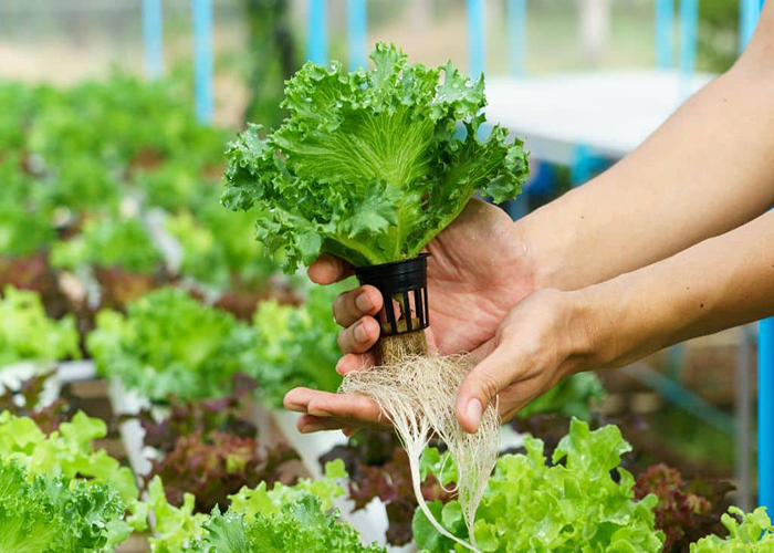 Hydroponic Farming Water Treatment